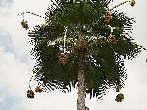 palmy - Pritchardia thurstonii1.jpg