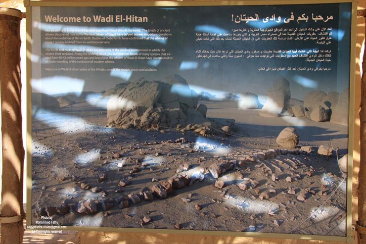 Wadi Hitan - Wadi Hitan 14.jpg