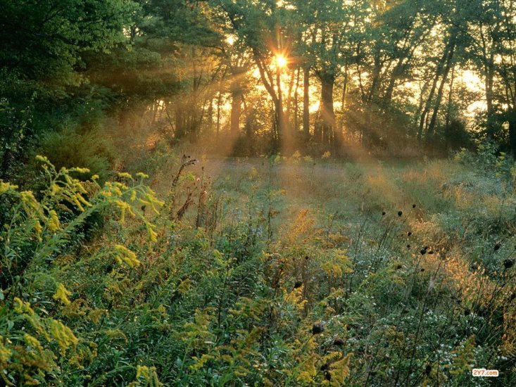Wschód Słońca - Sunbeams and Goldenrods, Edwin Warner Park, Nash.jpg