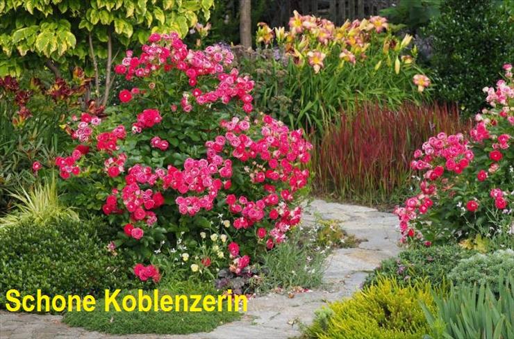 zamówienia 2018 - Róża Schone Koblenzerin.JPG