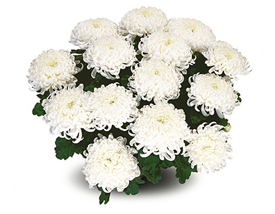 kwiaty chryzantemy - 155.jpg