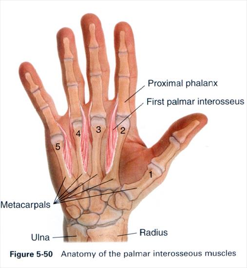 Anatomia masażu - 5-50.JPG