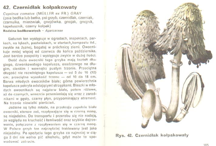 Grzyby jadalne nie dopuszczone w Polsce do obrotu - czernidlak kolpakowaty.jpg